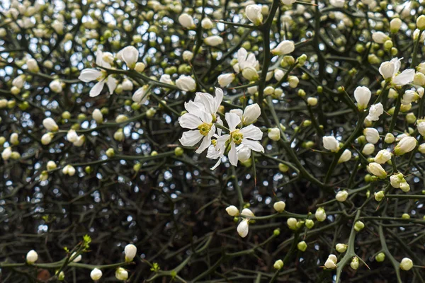 Poncirus Trifoliata Inflorescência Branca — Fotografia de Stock