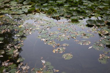 Göldeki nemfoman bitkileri.