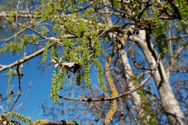 Populus alba gümüş kabuk ve yeşil infloresans