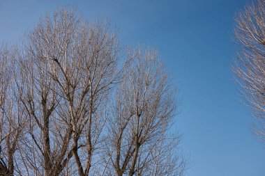 Populus kanesanları kış mevsiminde ağaçtır.