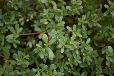 Portekiz oleracea manzarası