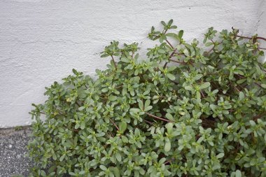 Portekiz oleracea manzarası