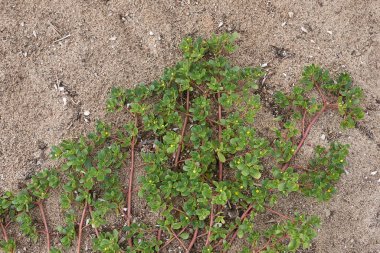 Portekiz oleracea manzarası