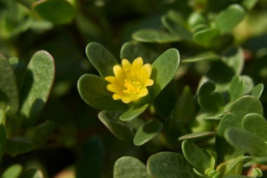 Portekiz oleracea çiçeğinin görüntüsü