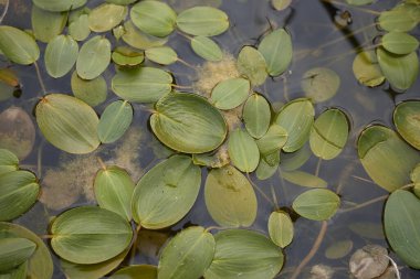 Potamogeton nodosus yüzen yaprakları