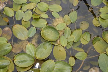 Potamogeton nodosus yüzen yaprakları