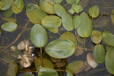 Potamogeton nodosus yüzen yaprakları