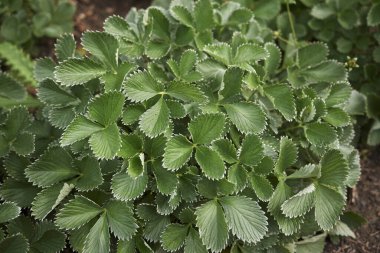 Potentilla atrosanguinea yaprakları yakındır