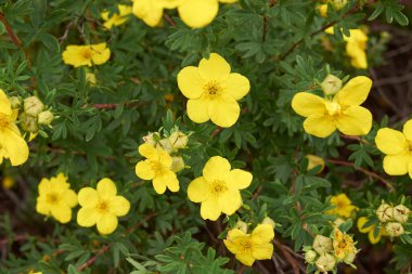 Çiçek açmış Dasiphora fruticosa çalısı