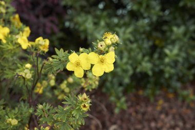 Çiçek açmış Dasiphora fruticosa çalısı