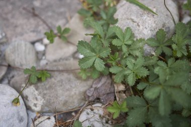 Potentilla sürüngenlerinin taze yaprakları ve çiçekleri.