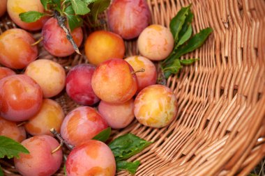 organik Japon erikleri