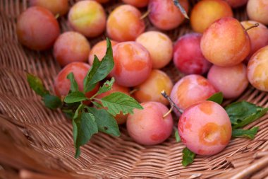 organik Japon erikleri