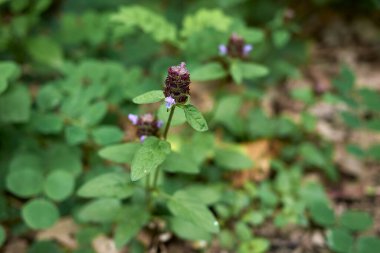 Prunella vulgaris yaprakları ve mor cilt rengi.