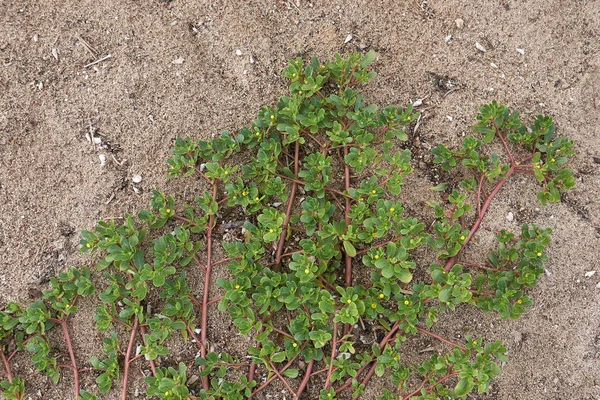 Portekiz oleracea manzarası