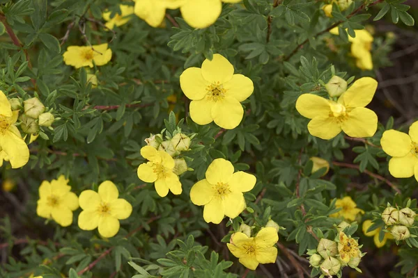 Dasiphora Fruticosa Shrub Bloom — Stock Photo, Image