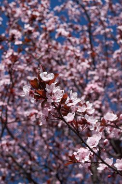 Prunus cerasifera nigra çiçeği