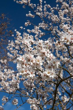 Prunus dulcis beyaz çiçek