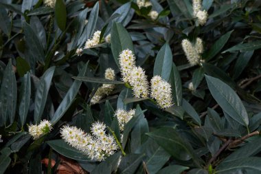 cüce Prunus laurocerasus, Otto Luyken
