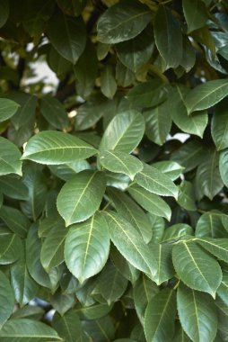 Prunus laurocerasus çalısı görünümü 