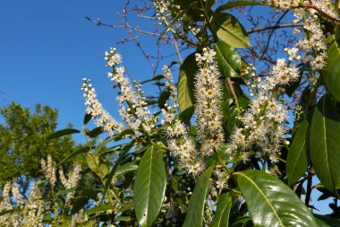 Prunus laurocerasus çiçek açmış.