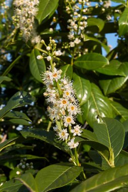 Prunus laurocerasus çiçek açmış.
