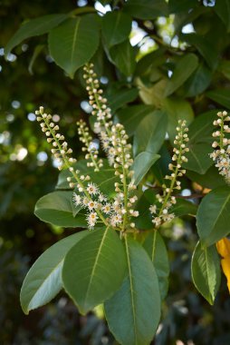 Prunus laurocerasus çiçek açmış.