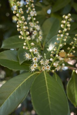 Prunus laurocerasus çiçek açmış.