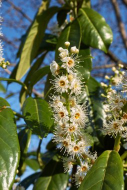 Prunus laurocerasus çiçek açmış.