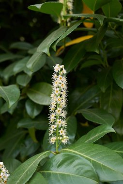 Prunus laurocerasus çiçek açmış.