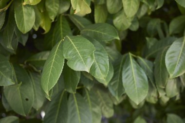 Prunus laurocerasus çalısı görünümü 