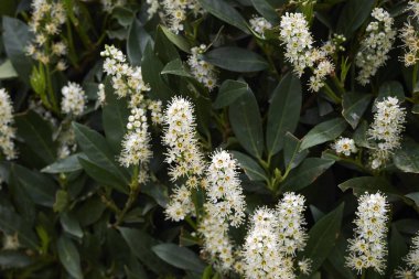 Prunus laurocerasus Otto Luyken, çiçek açan çalılar
