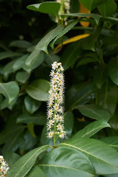 Prunus laurocerasus çiçek açmış.