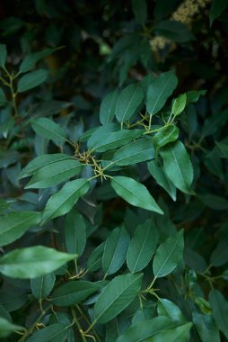 Prunus lusitanica çiçek açtı