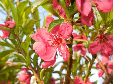 Erik ağacının pembe çiçekleri.