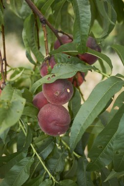 Prunus persica dalıyla taze şeftali