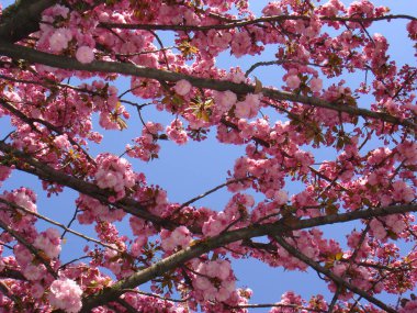 Prunus serrulata pembe çiçek