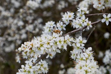 Prunus spinosa beyaz çiçekleri