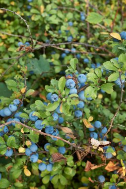 Mavi meyveli erik spinoza dalı