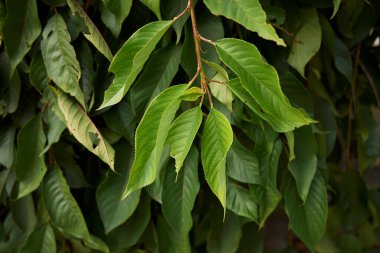 Prunus subhirtella dallarının görüntüsü