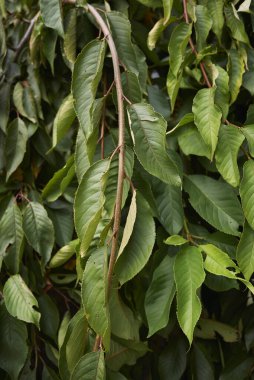 Prunus subhirtella dallarının görüntüsü