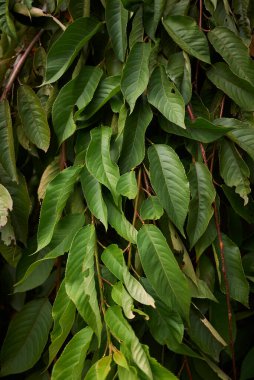 Prunus subhirtella dallarının görüntüsü