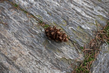 Pseudotsuga menziesii taze yapraklar ve koni