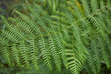 Pteridium aquilinum eğreltiotu, yaprağı kapat.