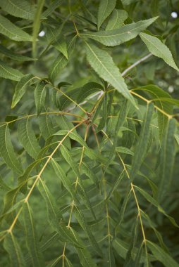 Pterocarya fraxinifolia manzarası