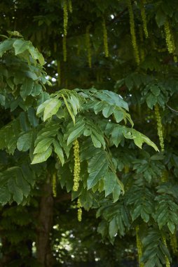 Pterocarya fraxinifolia dallarının görüntüsü