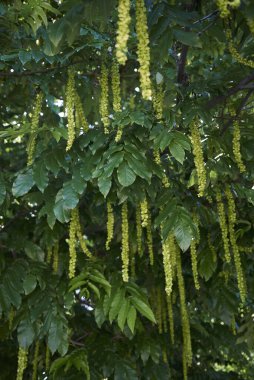 Pterocarya fraxinifolia dallarının görüntüsü