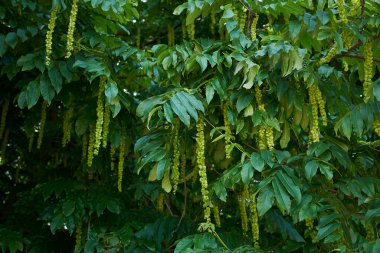 Pterocarya fraxinifolia dallarının görüntüsü