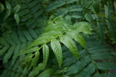Pterocarya fraxinifolia dallarının görüntüsü