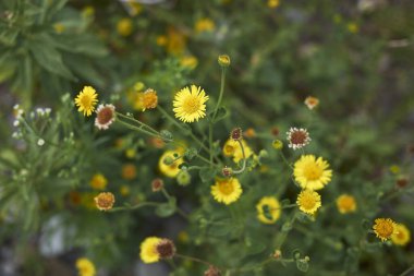 Pulicaria dysenterica sarı cilt bakımı